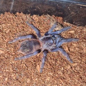 Sazimai 8.molt usexed sling