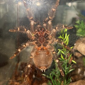 M OR F G. Pulchripes??