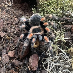 Brachypelma hamorii