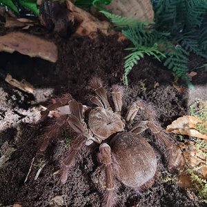 Theraphosa blondi