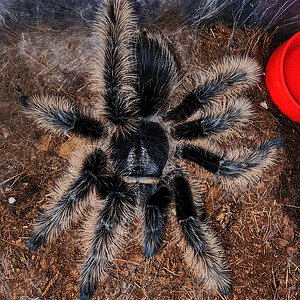 T albopilosus freshly molted