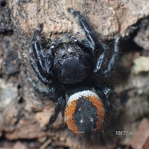 0.1 Phidippus johnsoni