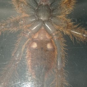 Murinus RCF