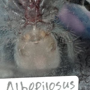 Albopilosum