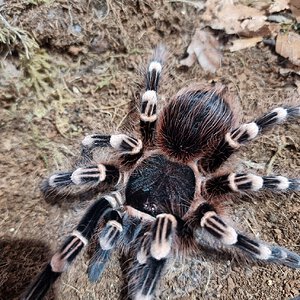 Acanthoscurria geniculata