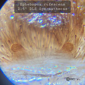 0.1 Ephebopus rufescens - 2.5" DLS