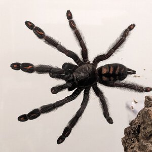 MF P. irminia post-molt