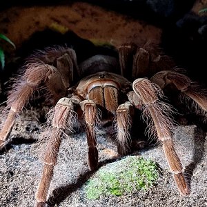 Theraphosa blondi