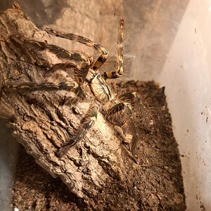 0.0.1 Poecilotheria ornata ~4"