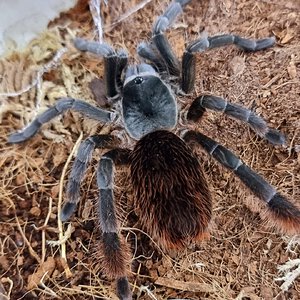 Cotztetlana sp Puebla