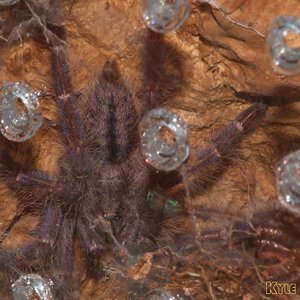 Poecilotheria-metallica14.jpg