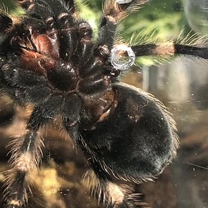 b. Smithi male or female?