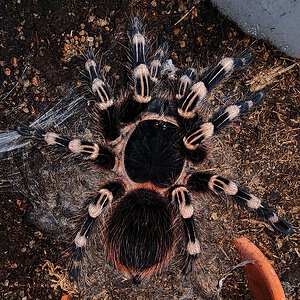 Acanthoscurria geniculata freshly molted