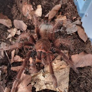 Theraphosa apophysis