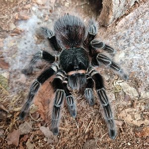 Acanthoscurria chacoana