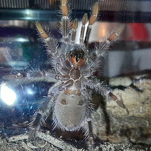 Lasiodora parahybana ~4in.jpg