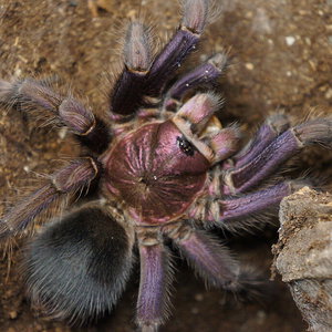 Phormictopus sp dominican purple