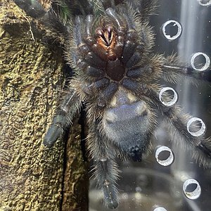 c. Versicolor 2 inch