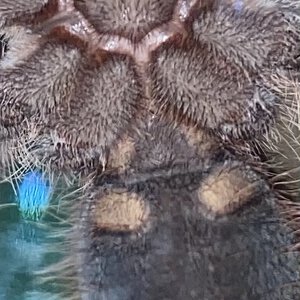 Theraphosa blondi