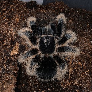 T albopilosus