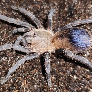 0.0.1 Pseudhapalopus sp. Colombia - 2.5" DLS