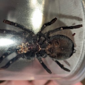 3.5-4" grammostola pulchra