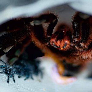 Caribena versicolor