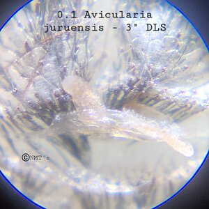 0.1 Avicularia juruensis - 3" DLS