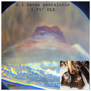 0.1 Davus pentaloris - 2.75" DLS