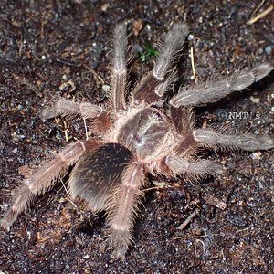 0.0.1 Psalmopoeus sp. Panama - 2.5" DLS