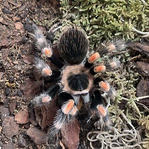 Brachypelma hamorii