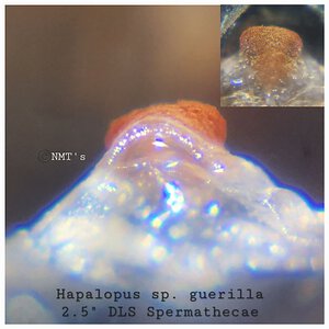 0.1 Hapalopus sp. guerilla - 2.5" DLS
