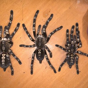 AF Poecilotheria subfusca HL vs LL