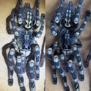 AF Poecilotheria subfusca Highland