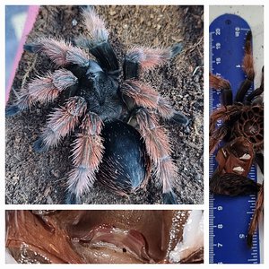 Brachypelma klaasi (SAF)