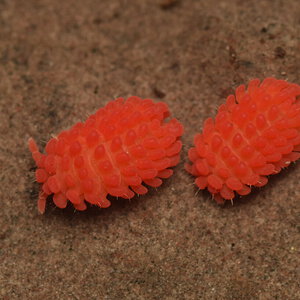 Rambutanura sp.