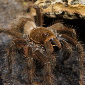 Theraphosa apophysis