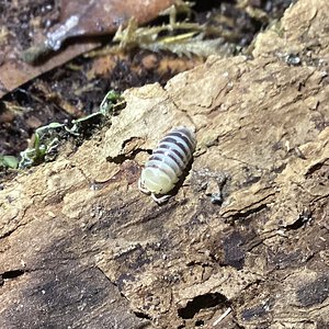 A new zebra isopod I found in my colony. Any ideas as to the type?