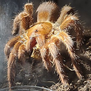 0.1 Pelinobius muticus - 5.5" DLS