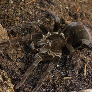 Pamphobeteus antinous