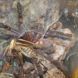 Poecilotheria-metallica16.jpg