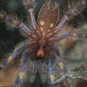 Poecilotheria-metallica17.jpg