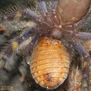 Poecilotheria-metallica18.jpg