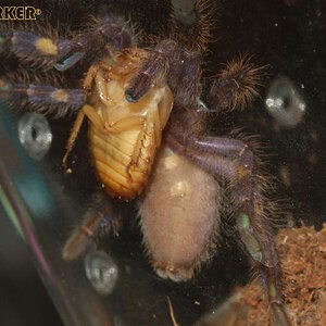 Poecilotheria-metallica19.jpg