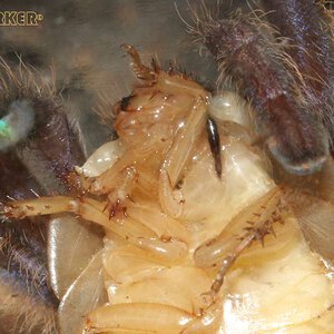 Poecilotheria-metallica20.jpg