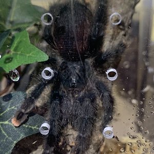 Avicularia Avicularia