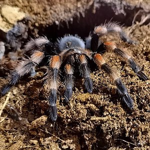 Brachypelma hamorii