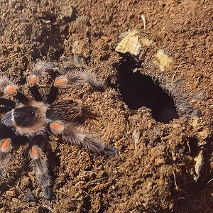 Brachypelma hamorii