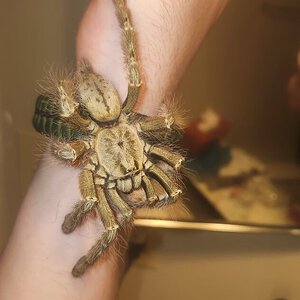 Featherleg freshly molted, new groove on my arm