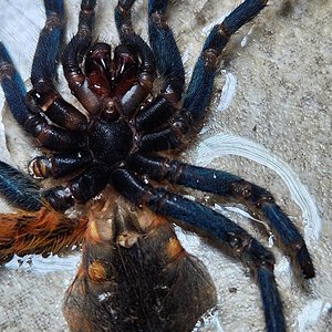 First intact molt from GBB, thinking female, please confirm! Thanks!